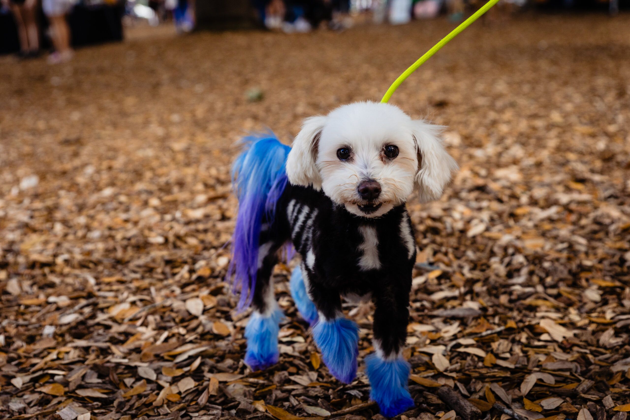 Orange County Animal Services Announces 11th Annual Barktoberfest